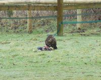 A buzzard takes an early lunch in the adjacent field